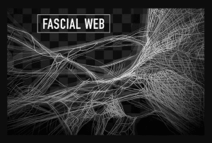 Fascia web knowledge